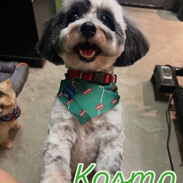 Kosmo in a football bandana after his groom
