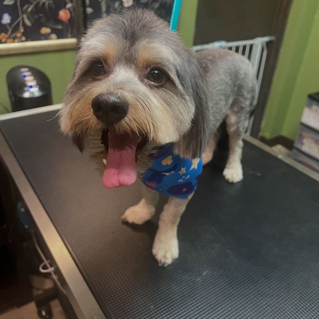 Rex in a blue bandana after his groom