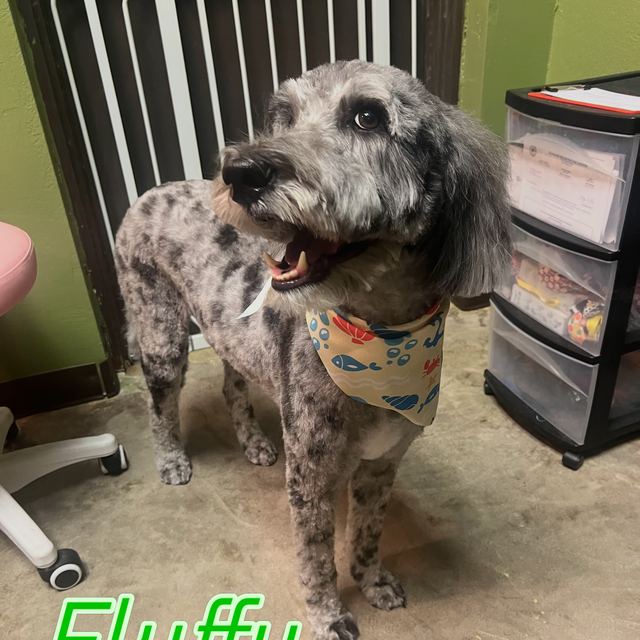 A merle pup in a bandana after a fresh groom