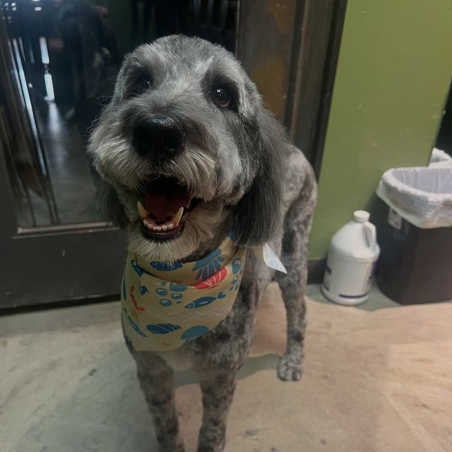 A gray doodle in a bandana after a fresh groom
