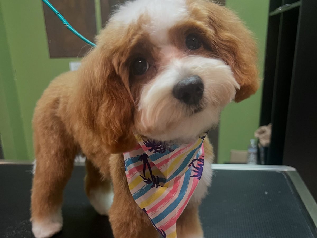 A red and white doodle in a striped bandana after a full groom