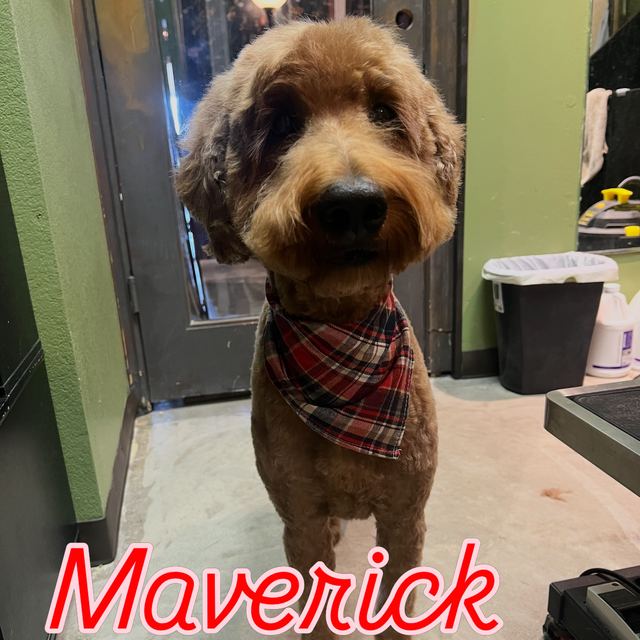 Maverick the doodle in a plaid bandana after his groom