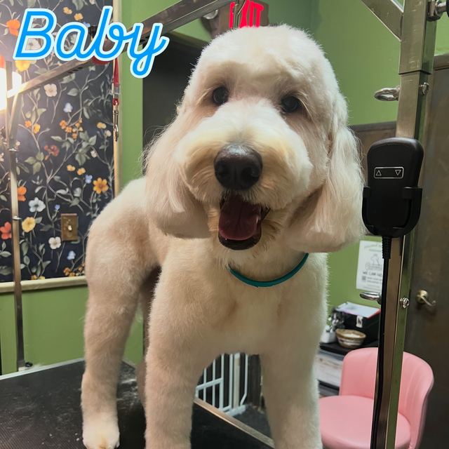 Baby P, a cream doodle, after a fresh groom