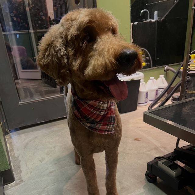 Maverick the doodle showing off his fresh trim