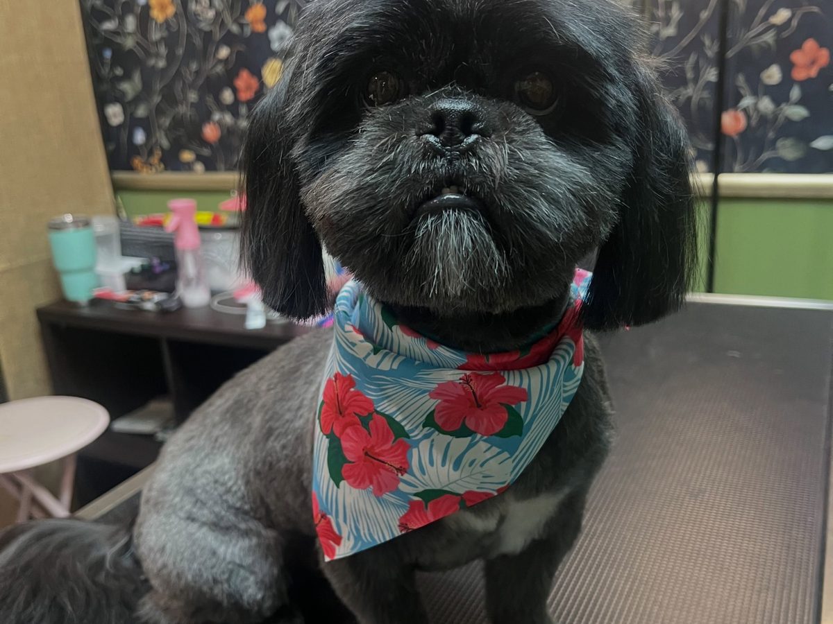 A black Shih Tzu in a floral bandana after a groom