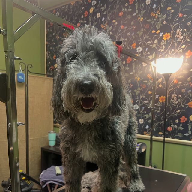 A fluffy gray doodle freshly groomed on the grooming table