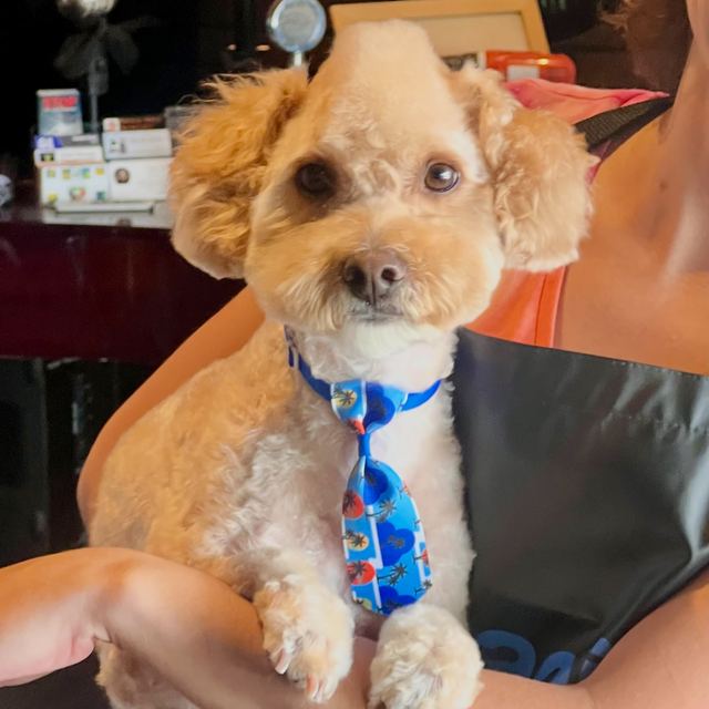 Littlefoot, an apricot poodle mix, wearing a blue tie after his groom