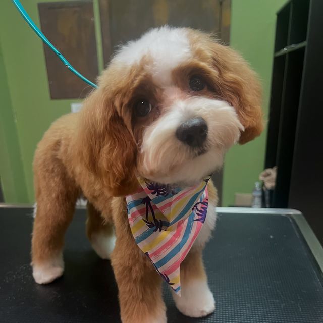 A red and white doodle in a striped bandana after a full groom