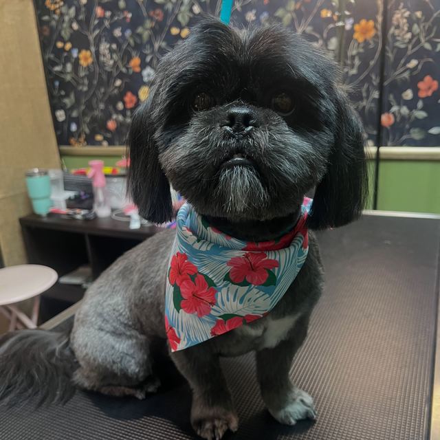 Oreo, a black Shih Tzu, in a tropical bandana after his groom