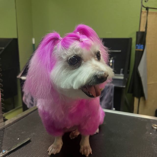 A white pup with creative pink color after a groom